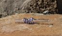 Calumet Glas-Stem Blue Bubble für DynaVap – Ansicht 4