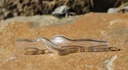 DynaVap Glas-Stem Clear Bubble – Ansicht 4