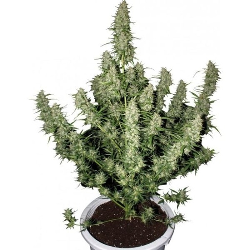 Magnum Buddha Autoflowering