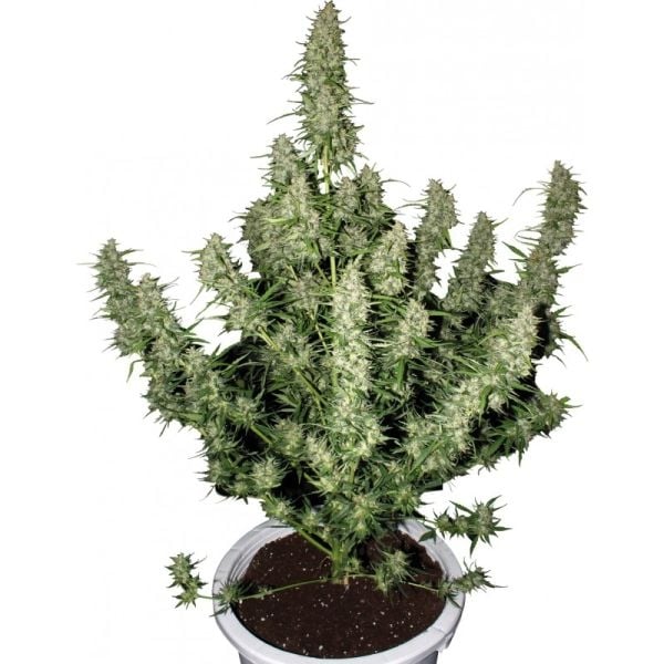 Magnum Buddha Autoflowering