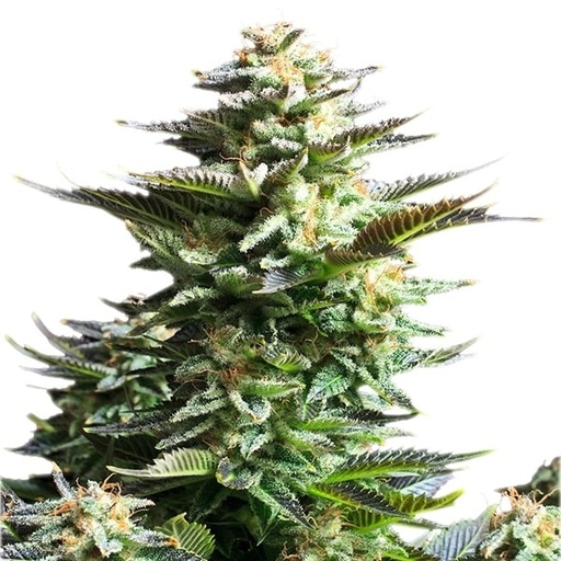 Amnesia Haze Feminisiert