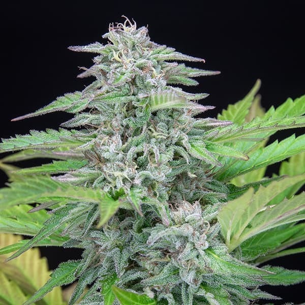 Critical Feminisiert