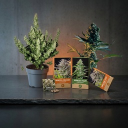 Cannabis-Samen