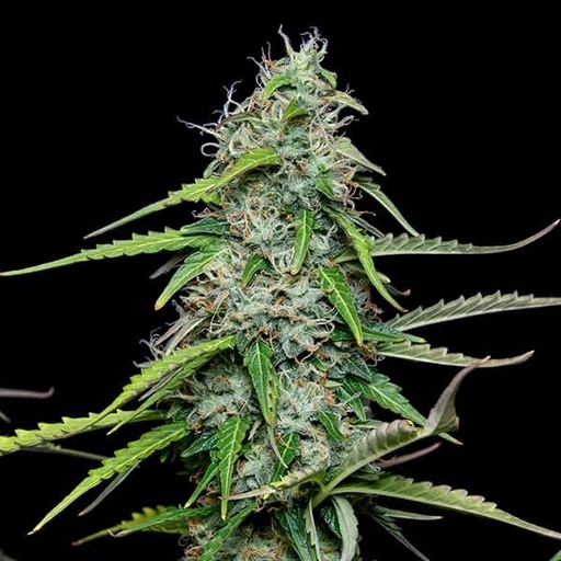 Royal Queen Seeds Hanfsamen Gorilla autoflowering
