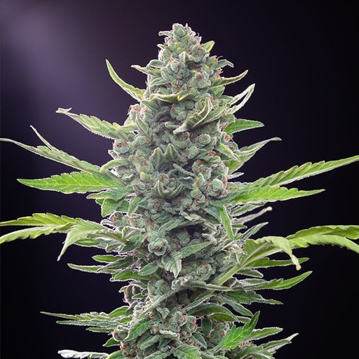 Royal Queen Seeds Hanfsamen Royal Critical autoflowering