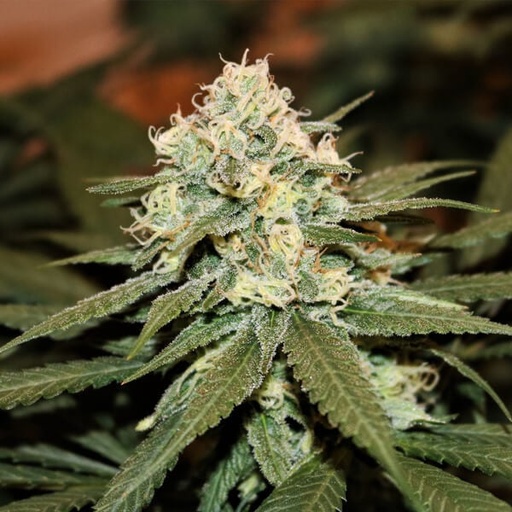 Seeds66 Hanfsamen Silver Haze autoflowering