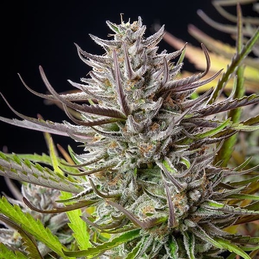 Royal Queen Seeds Hanfsamen Mimoza Orange feminisiert