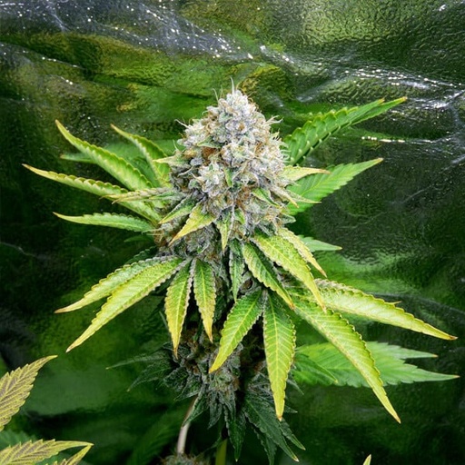 Royal Queen Seeds Hanfsamen OG Kush feminisiert