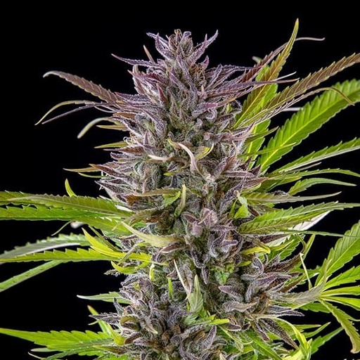 Zamnesia Seeds Hanfsamen Gelato feminisiert